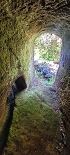 Plants: image 68 Of 208 Thumb